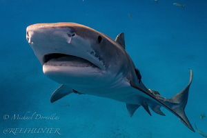 Tigershark shot on free dive with natural light by Michael Dornellas 